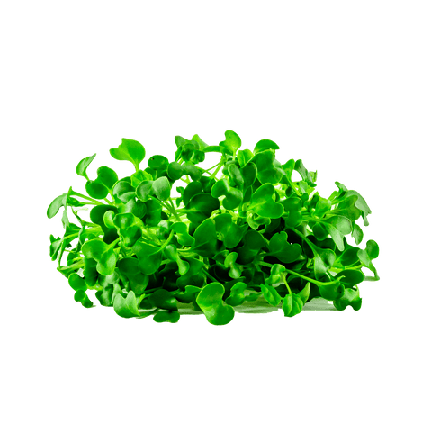 Broccolli Microgreens